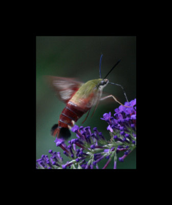 Hummingbee5.jpg