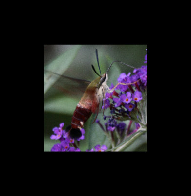 Hummingbee6.jpg