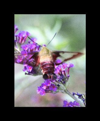 hummingbee13.jpg