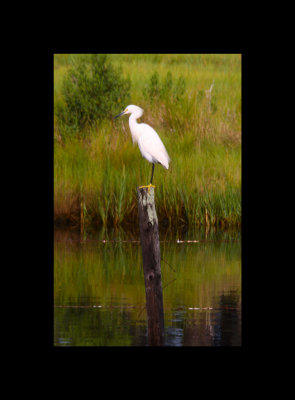 Egret on a pole.jpg