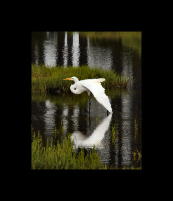 Egret in Water with reflection and wing spread.jpg
