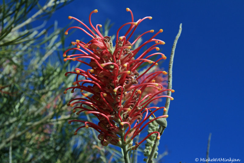 Grevillea