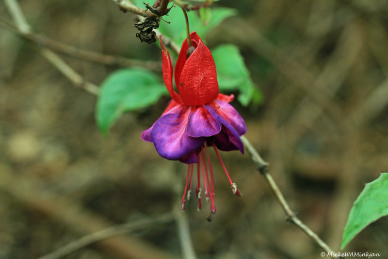 Fuchsia
