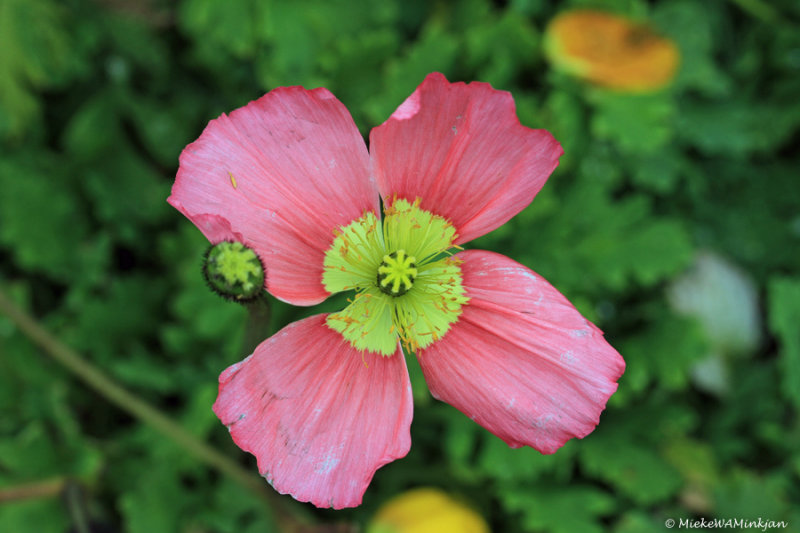 Iceland poppy