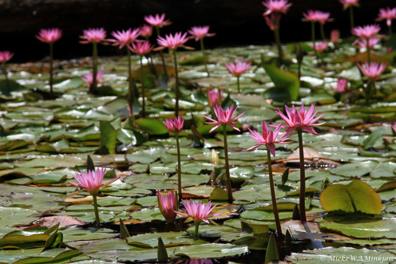 Pink Lotus