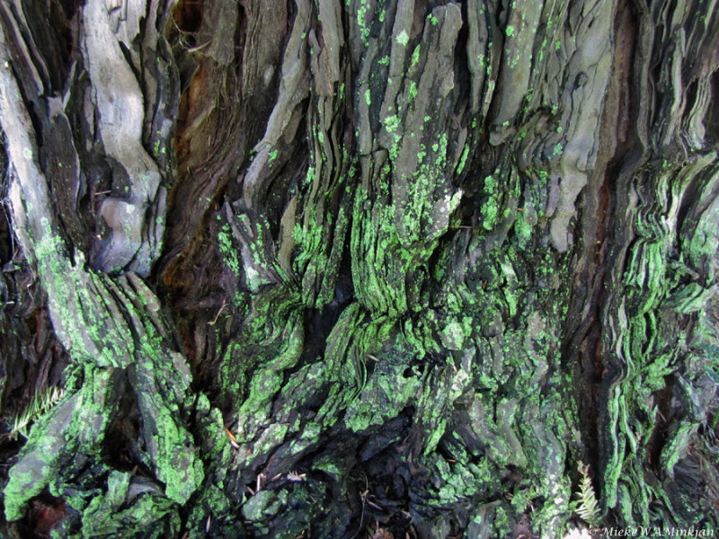 Microcosm