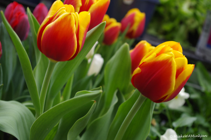 Tulips