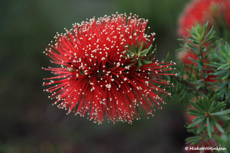 Callistemon Tinaroo