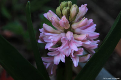 Hyacinth