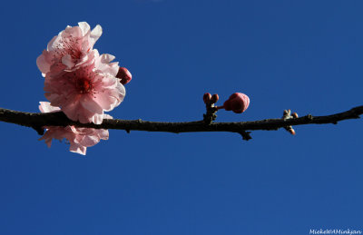 Composition in blue and pink