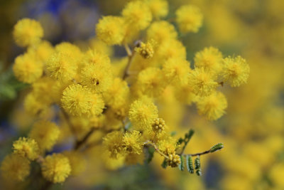 Wattle flowers