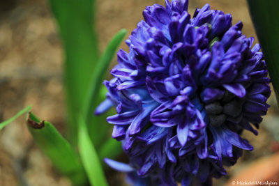 Purple Hyacinth