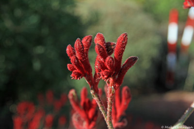 Kangaroo Paw