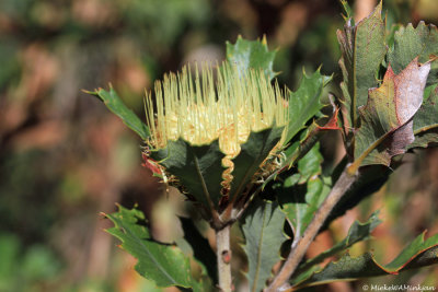 Banksia anatona