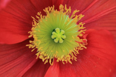 Iceland poppy