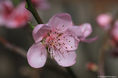 Nectarine flower