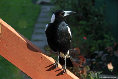 Magpie
