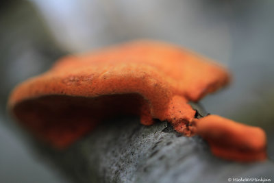 Mushroom