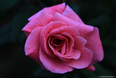The first rose
