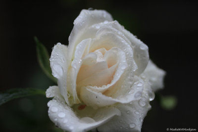 White rose