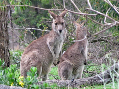 Bushwalking