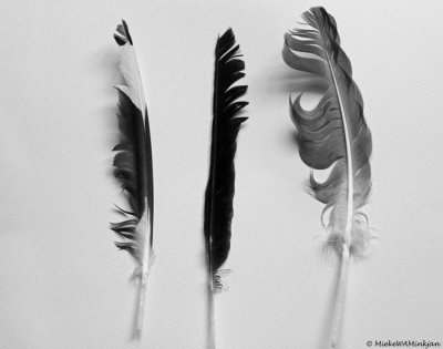 Feathers