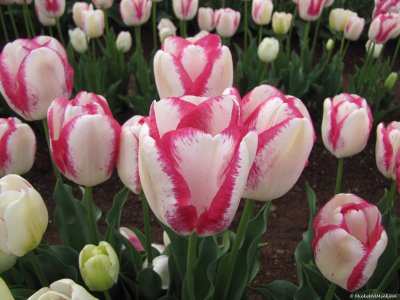 La Tulipa