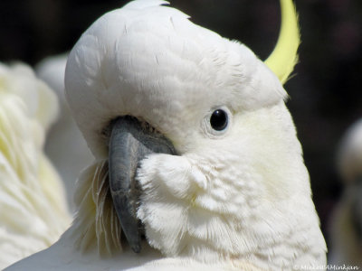 Cockatoo