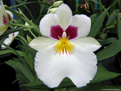 Orchid