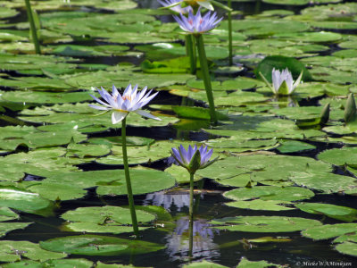Blue Lotus flowers