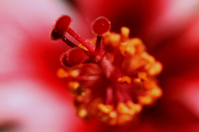 Lollypop Hibsicus flower