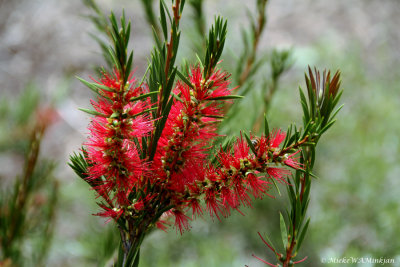 Red and green 2