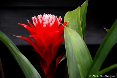 Red Bromeliad flower