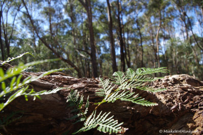 Ants view of the bush 3