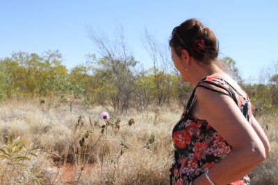 Desert  Rose