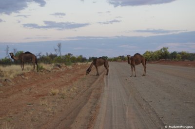 Camels