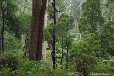 Cold Rain Forest