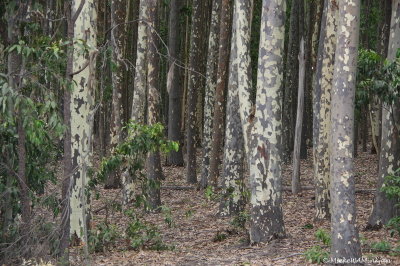 Spotted gum tree