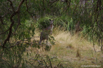 Grey Kangaroo