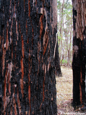 Red gum trees