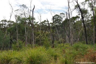 Dying forest