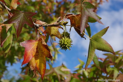 Plane tree fruit