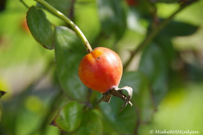 Rose hip