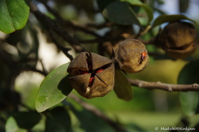 Seed pods