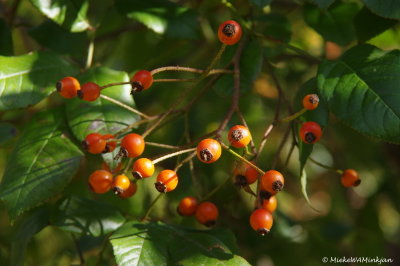 Little rose hips