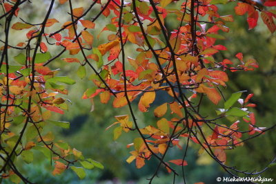 Red autumn leaves