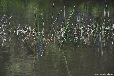 Reed