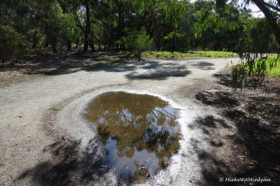 Rain puddle