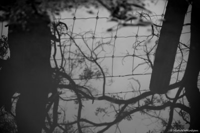 Fence