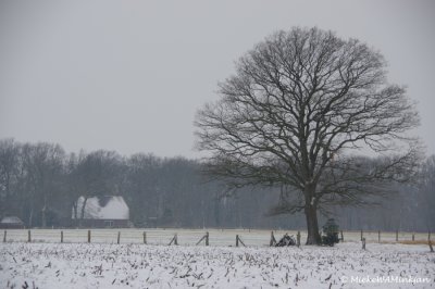 Oak in snow landscape